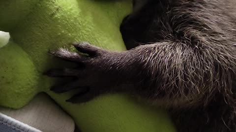 Rescued Raccoon Loves Her Toy