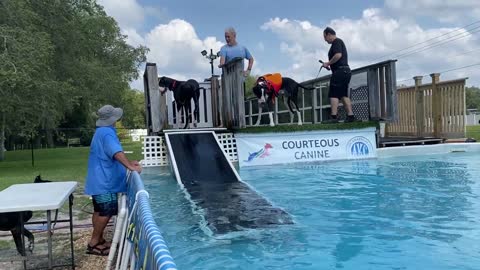 com - Great Dane Shows Twin Brother Dog How To Jump Into The Pool_