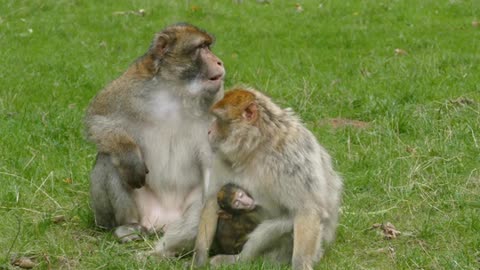 Funny Monkey Enjoy With Its Friend