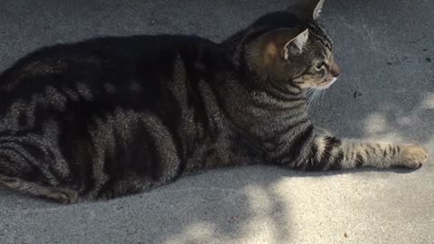 Trixie and Freckles Eating on Driveway