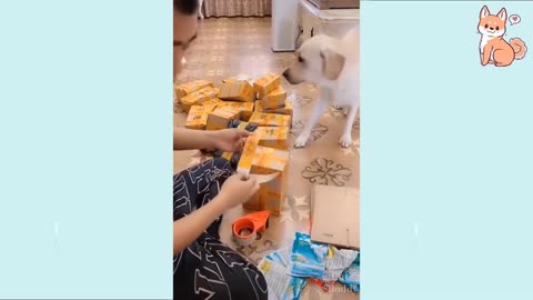 Funny Dog Videos. Teach your dog new tricks everyday!!