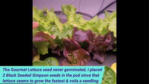 Aerogarden Farm - Day 18 Lettuce, Tomatoes and Peppers Oh My!