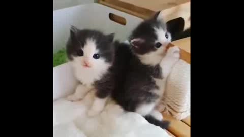 Cute cats Play with eachother