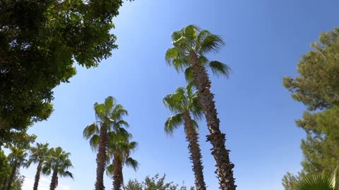 #park #plants #talltrees #leaves #sky #nature #garden #gardening 🎄🙏