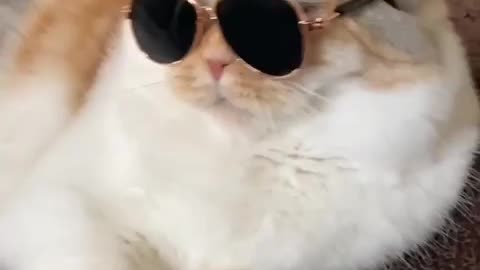 Cat style sunglass