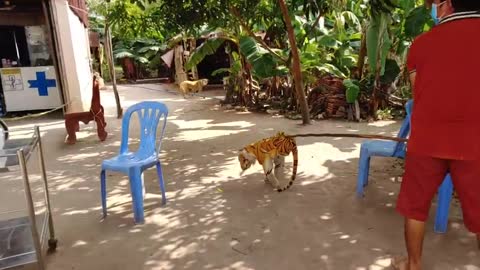 Fake Tiger Prank Dog Run So Fast