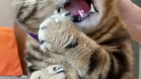 Funny cat eating video