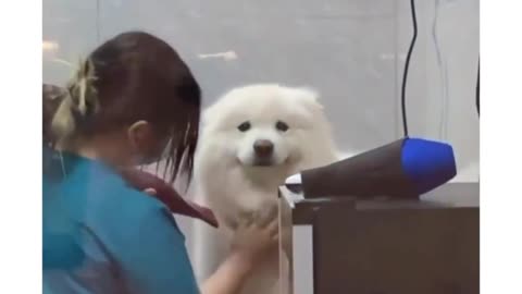 Dog sees owner