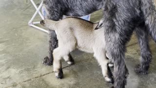 Hungry Goat Goes to Dog for Breakfast