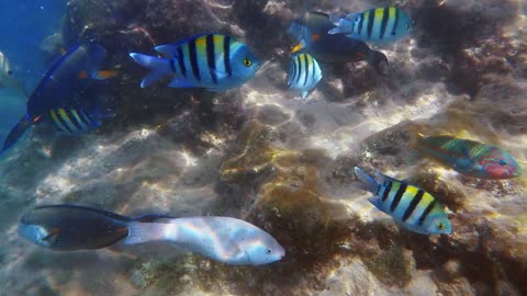 Colorful exotic fish swimming in clear water sea wildlife
