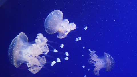 Aquarium Jellyfish Jelly Underwater Marine Fish FULL HD New 2021 Ik hou van dieren