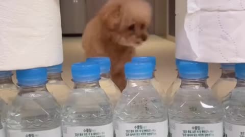 😻😇This is Why Funny Cute 🐈😻Animals videos is Going Viral🐶😍