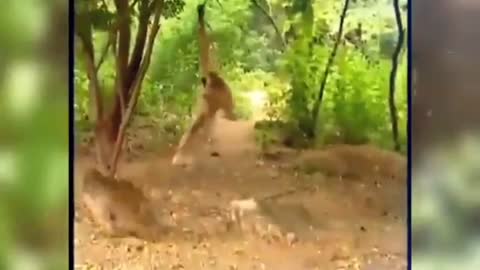 Cheetah and monkey video