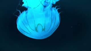 Relaxing Jellyfish 04 | 4Hrs