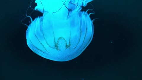 Relaxing Jellyfish 04 | 4Hrs