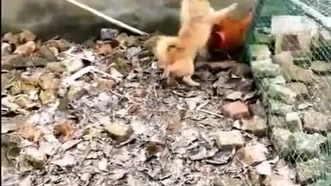 Chicken Dog Fight - Funny Fight Videos