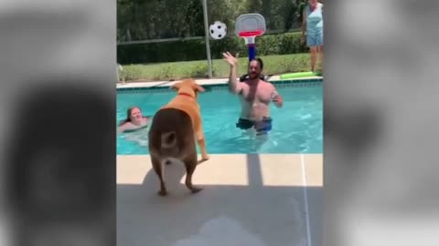 Amazing Dog Shoots a 3 point shot