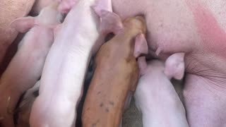 American Yorkshire Mother Pig Feeding So Many Babies Piglets