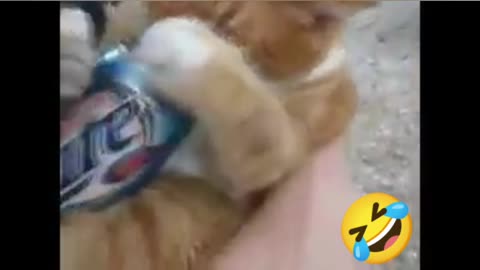 Drunk cat القط السكران