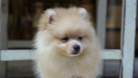 fluffy cute little Pomeranian dog looking confuse outdoor