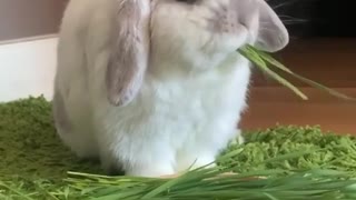 Rabbits Like to Chew
