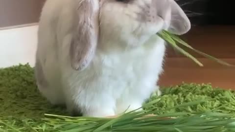 Rabbits Like to Chew