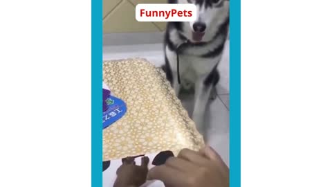 Funny Dog Cake Reaction Compilation _ Pets _Cat Reaction🐱🐶