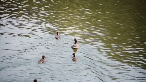 Flock of the water birds. Ducks swimming in the lake in bright summer day. Beautiful landscape