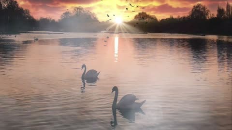 Swan 🦢 Lake