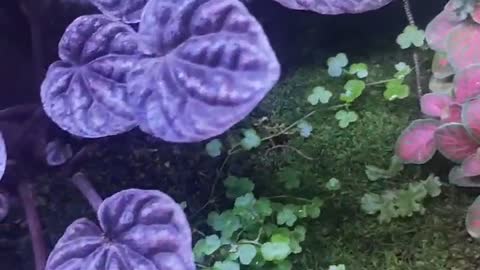 cute violets