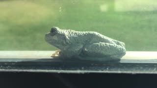 Frog on a window