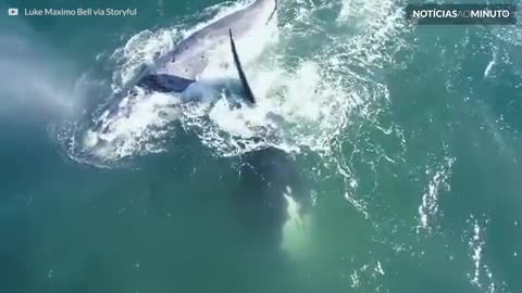 Filmagem incrível de baleias perto da costa na África do Sul