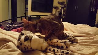 Two cats try to mate with stuffed animal.