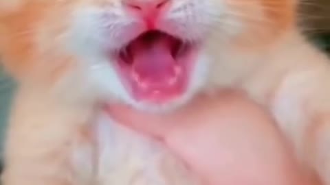 #shorts cat meme & kitten ( tik tok video ] - funny cats meow baby cute compilation [ cat cash home