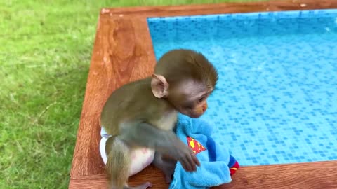 Monkey Baby Eats Rainbow Jelly | Monkey Cartoon | Monkey Video