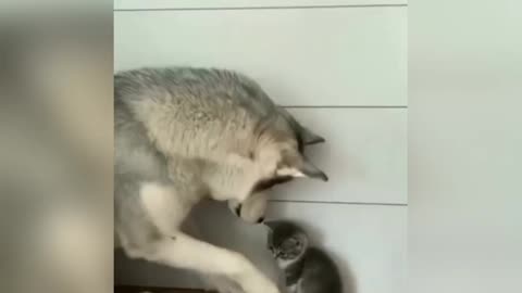 The cute kitten fell asleep with love or fell asleep with it out of fear