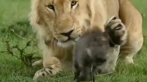 Lion cute