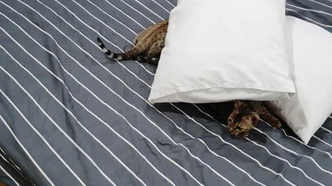 Bengal Kittens Like To Mess With The Bedding