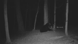 The Woods - 02/03/2021 Bear