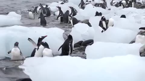 Penguin clips from the Antarctica/Pingüina/ 企鹅