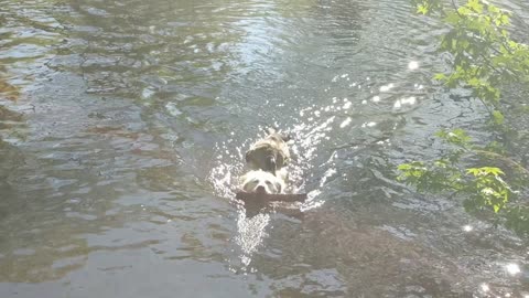 Duck Hitches A Ride on a Dog's Back!