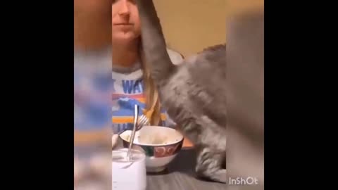 The cat farts in the bowl