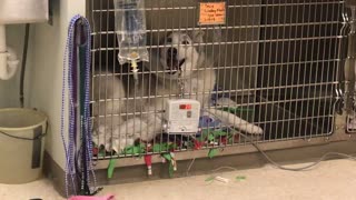 Stubborn Husky "under the influence" howls in protest