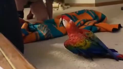 Rattu Tota || Funny Talking Parrot || funmit