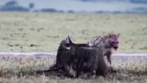 Wildebeest looked helpless at the hyena that got into its stomach