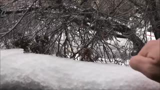 Snow turned to ice, Austin, Texas