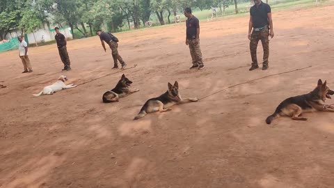 Military dog training