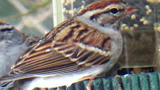 Chirping Sparrows