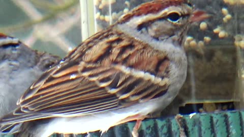 Chirping Sparrows