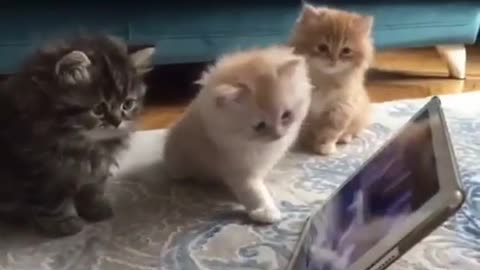 Cutest Cats : The most adorable, cutest and funny kittens Compilation